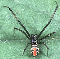 Japanese widow spider
