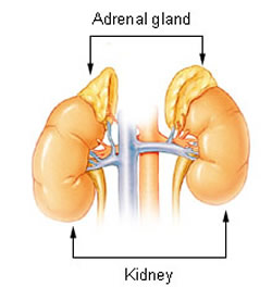 adrenal glands located on top of kidneys