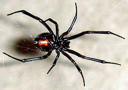 black widow spider / redback